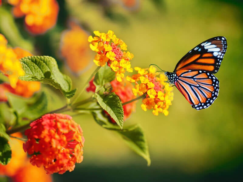 container gardening