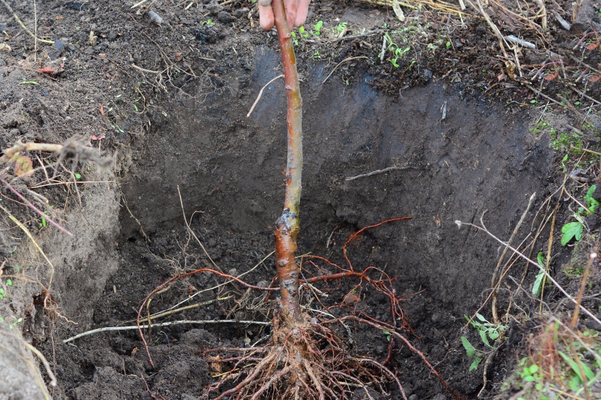 Bare Root