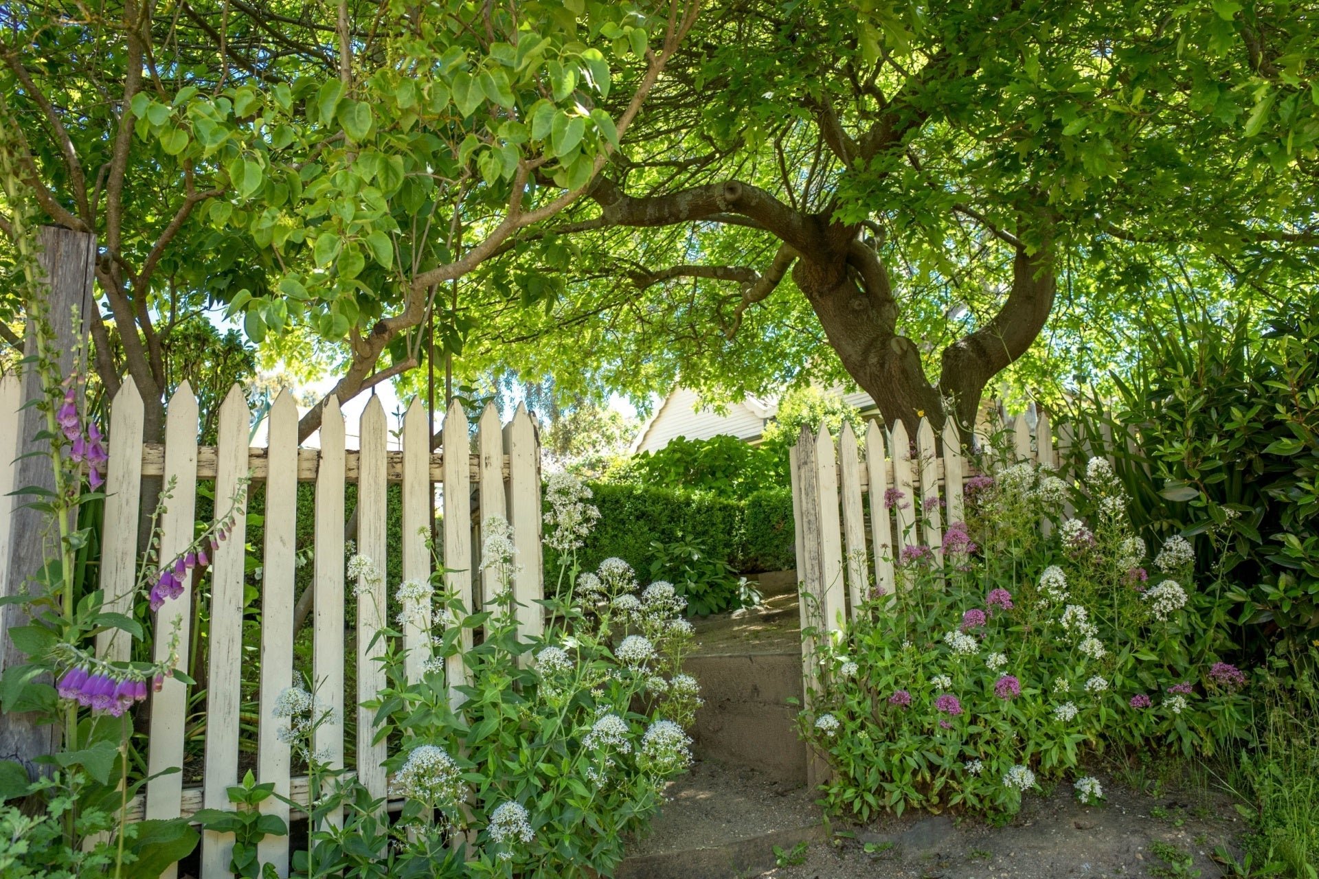 Shade Garden Plants