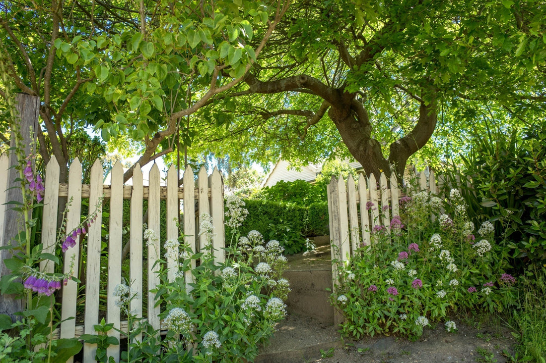 Shade Garden Plants