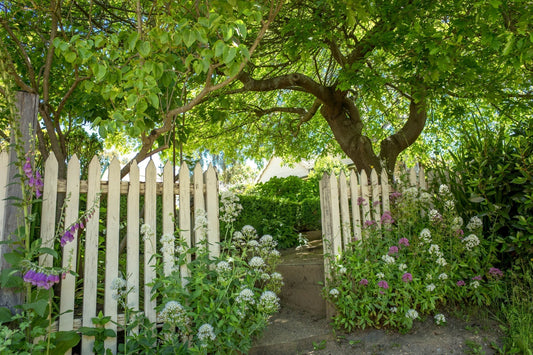 Shade Garden Plants