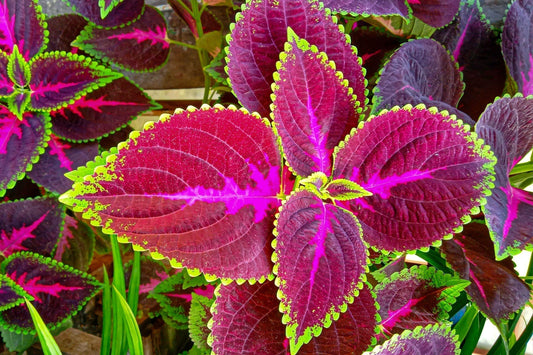 coleus plant