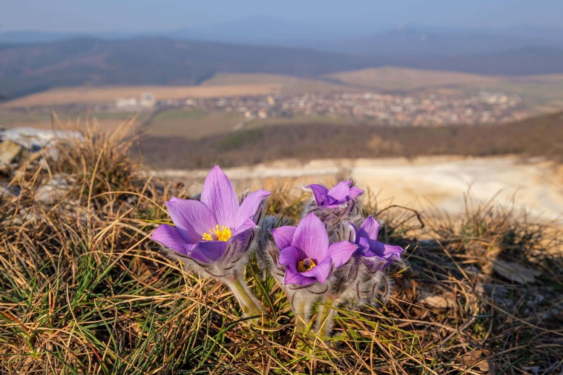 Pasque Flower