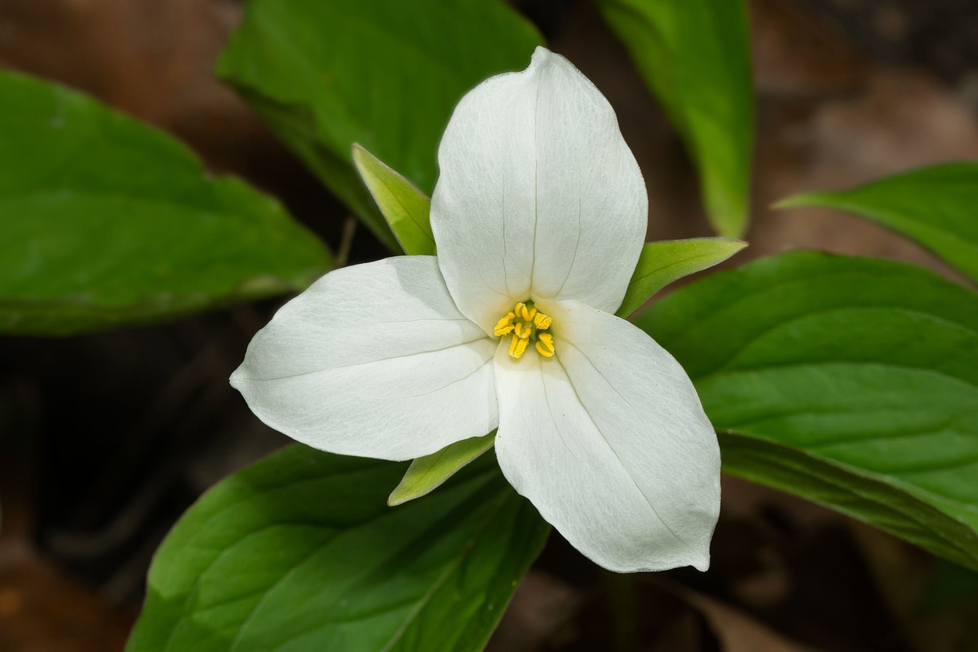 The Great White Trillium