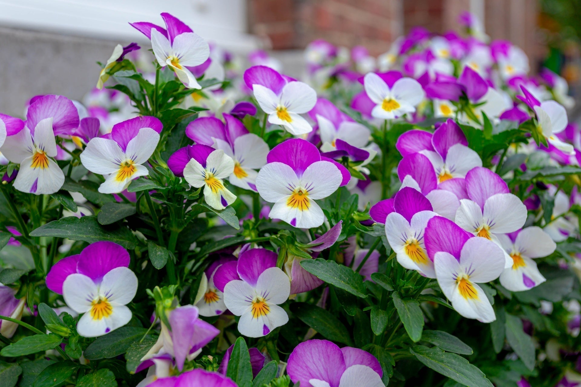 Vibrant purple and white pansy violas with yellow centers among green foliage