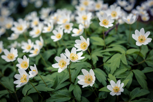 The Beauty and Purpose of White Flowers in Gardens