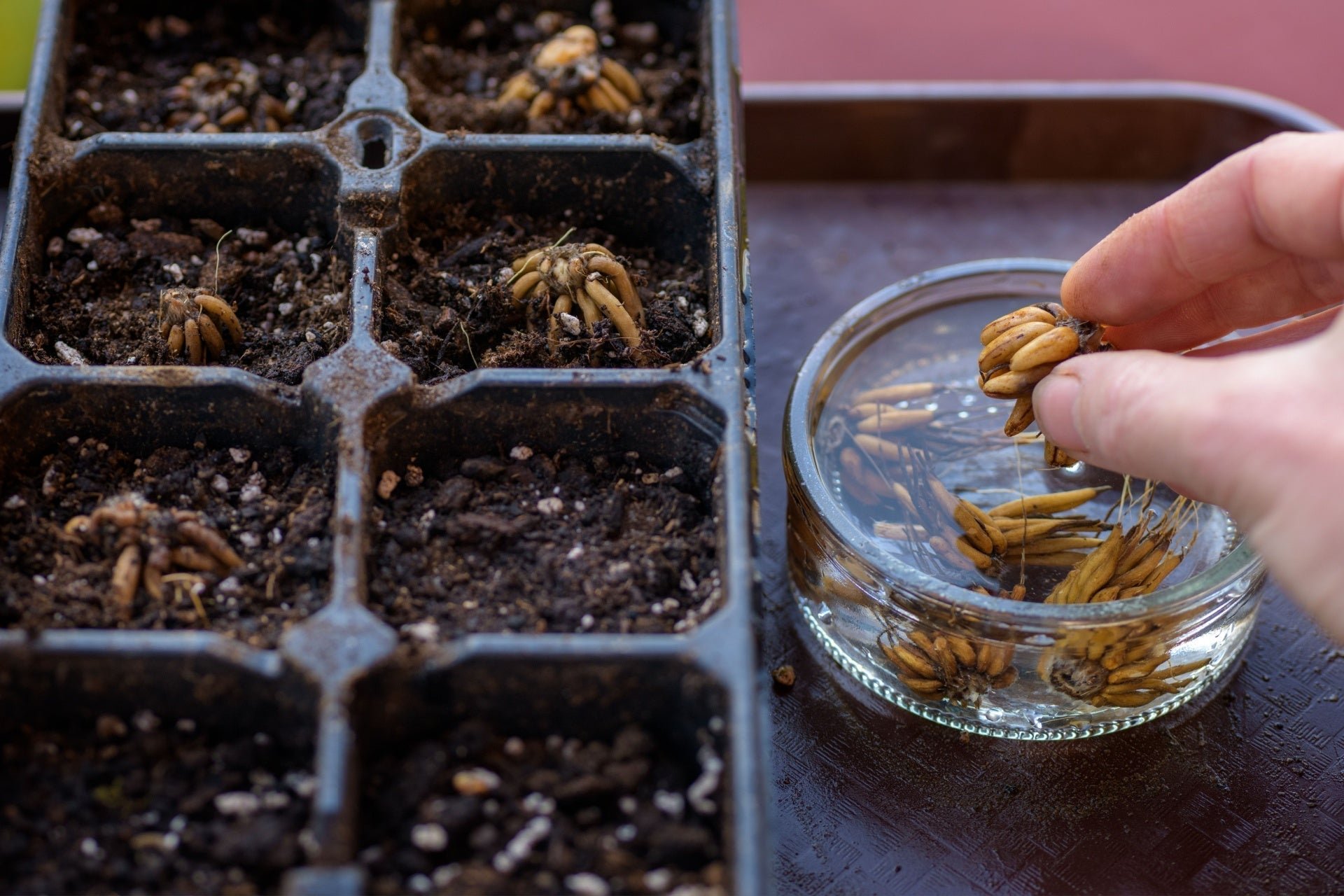 Ranunculus Bulbs