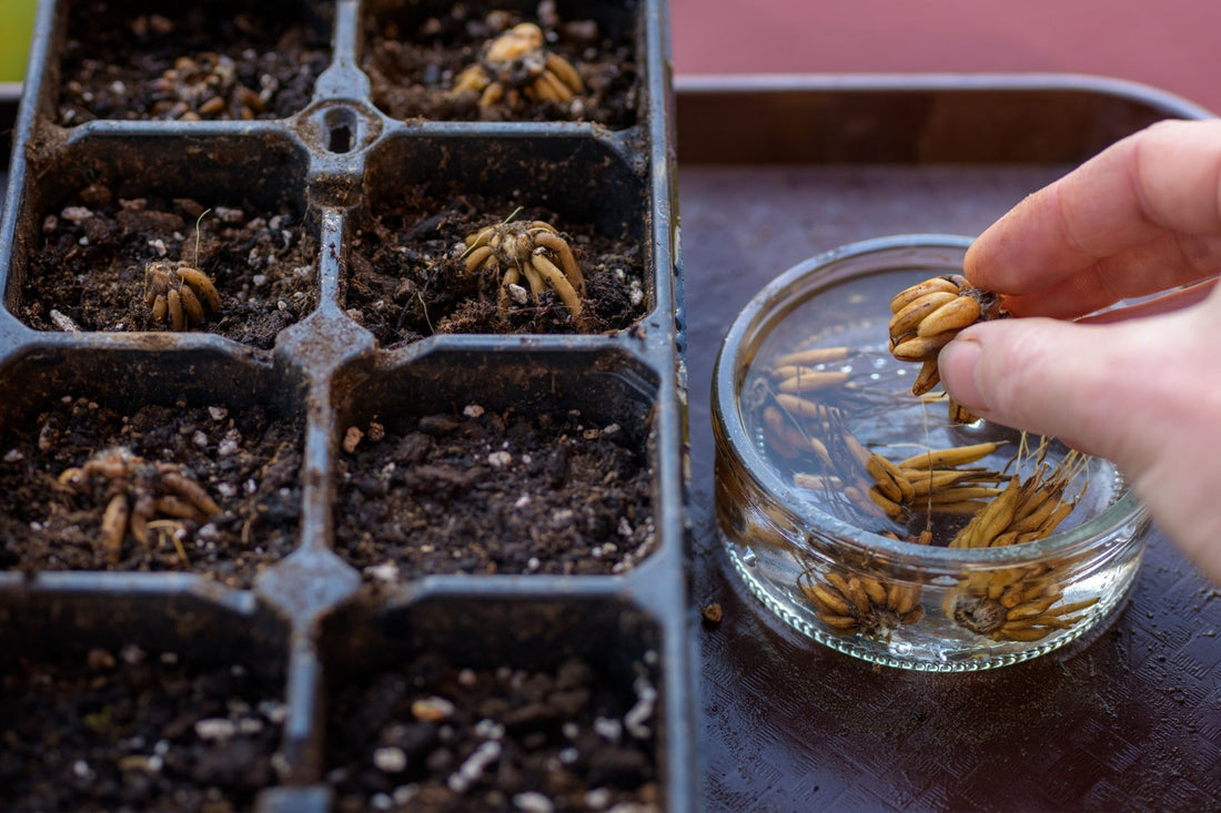 Ranunculus Bulbs