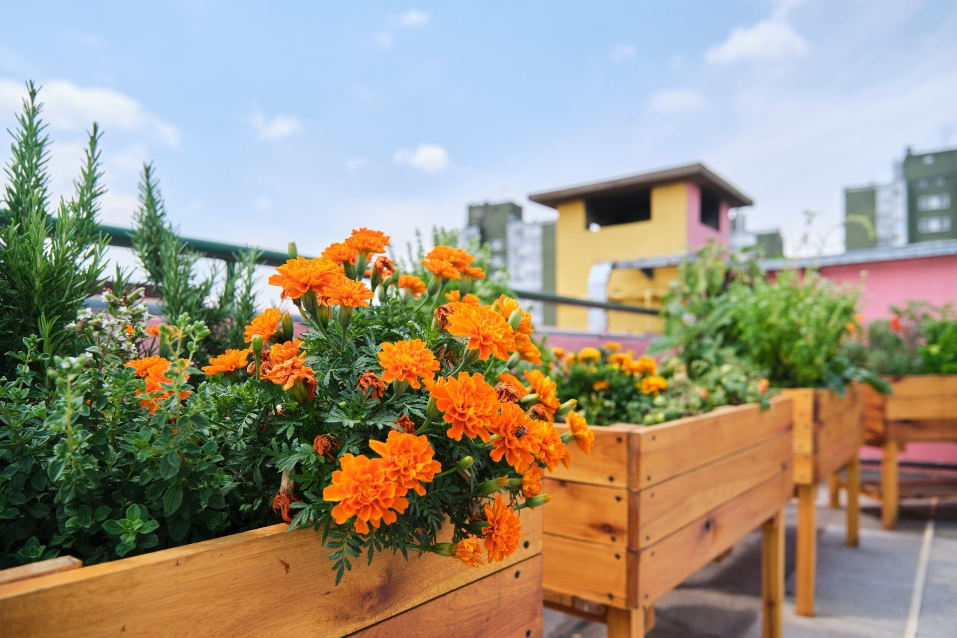 The Allure of Orange Flowers