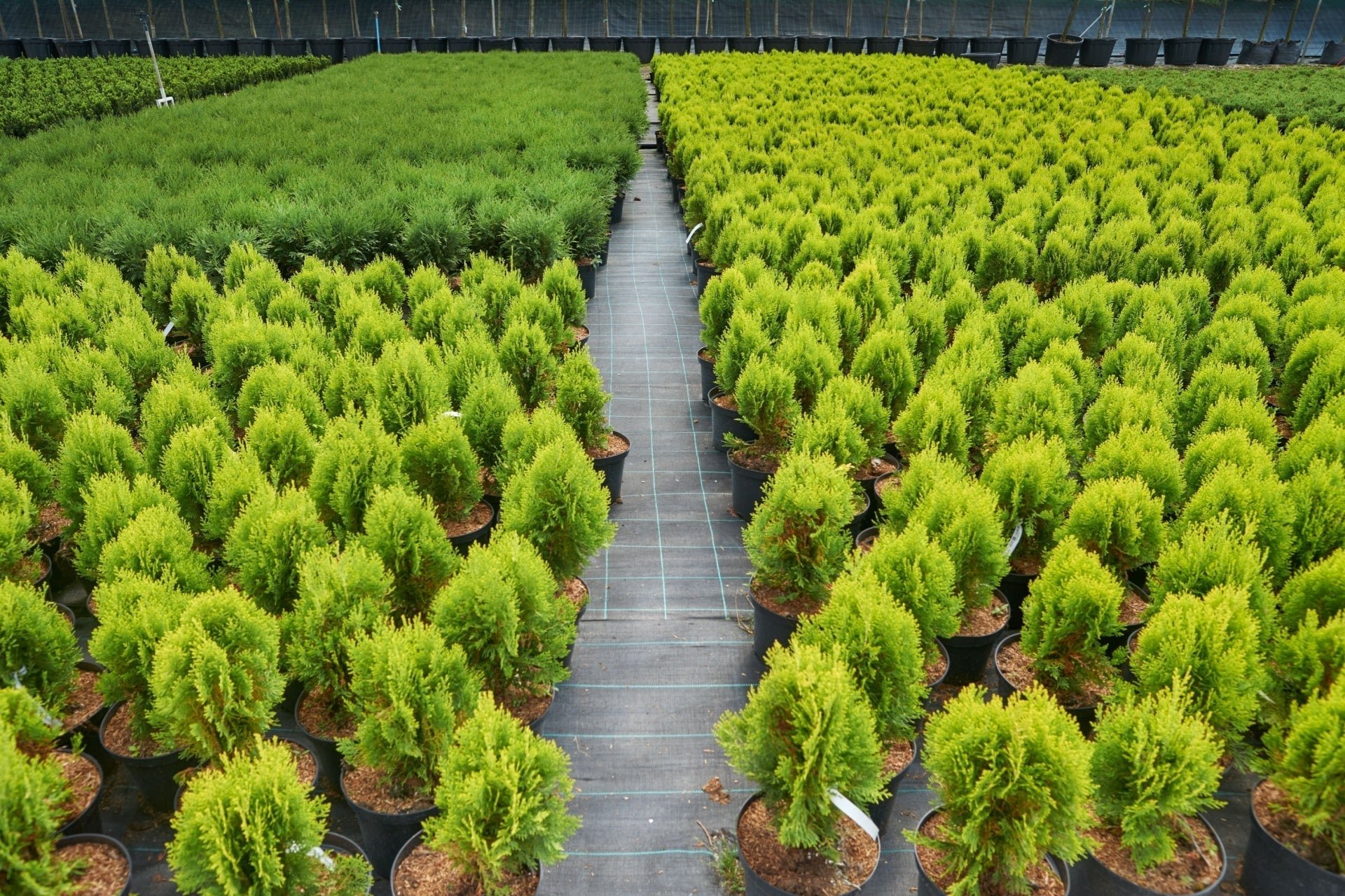 Seedlings