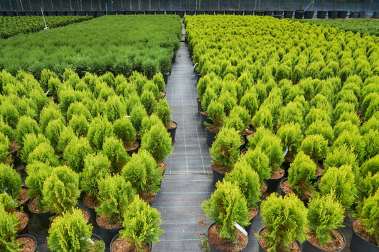Seedlings