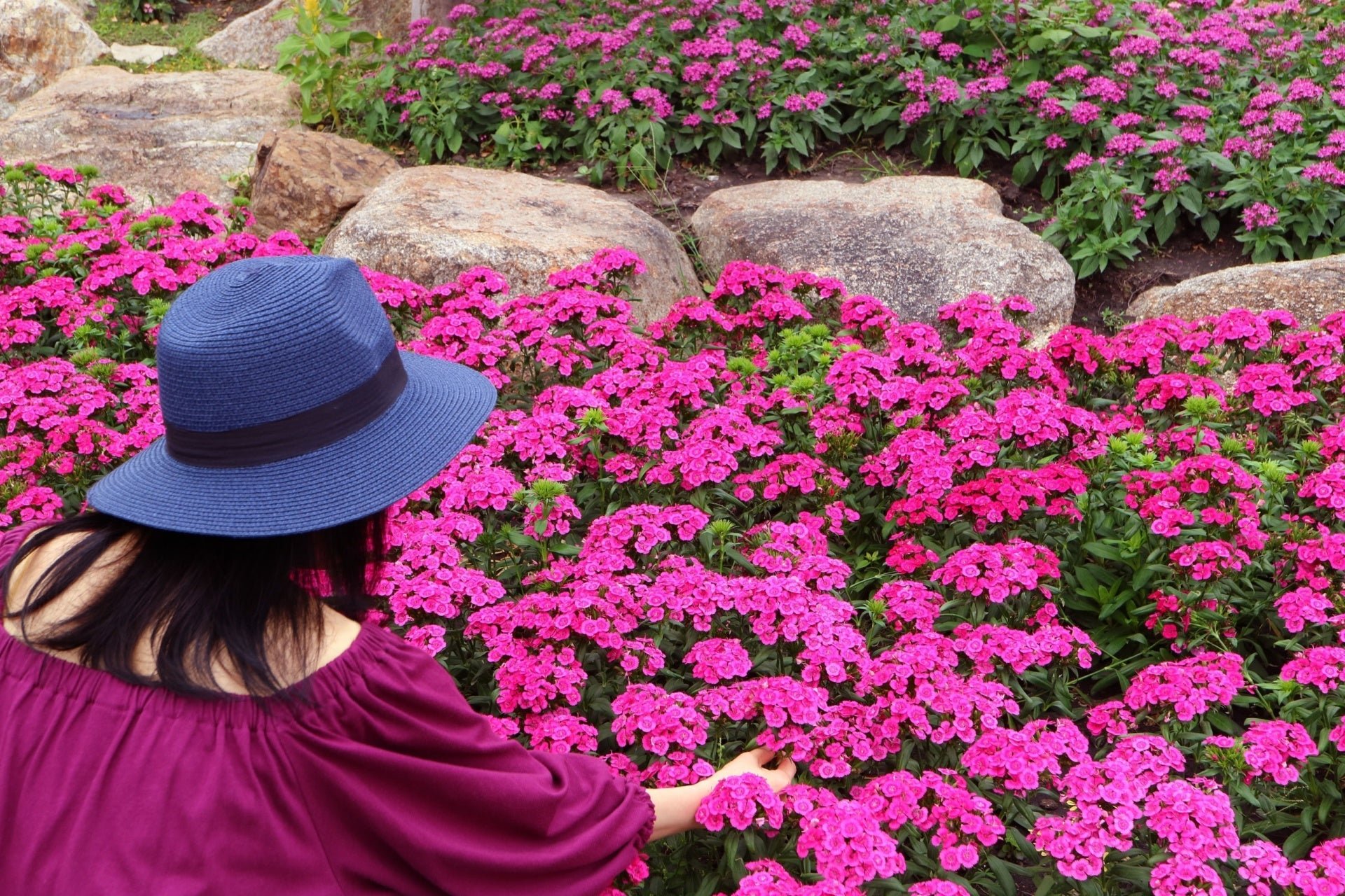 summer gardening