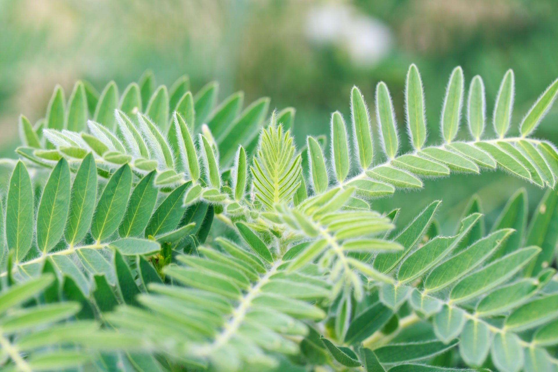 Effortless Perennials for Enduring Beauty