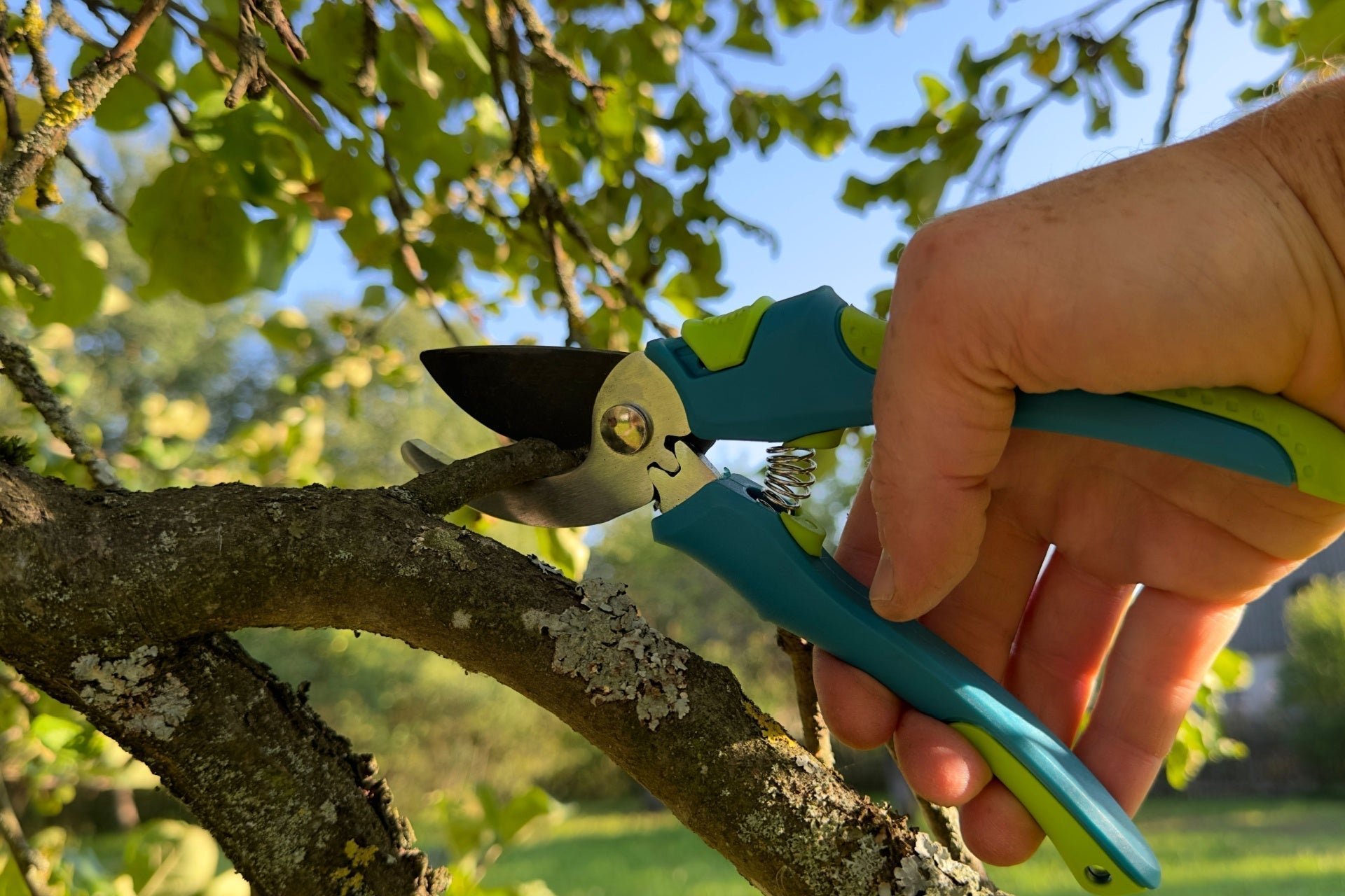 When to Call an Arborist