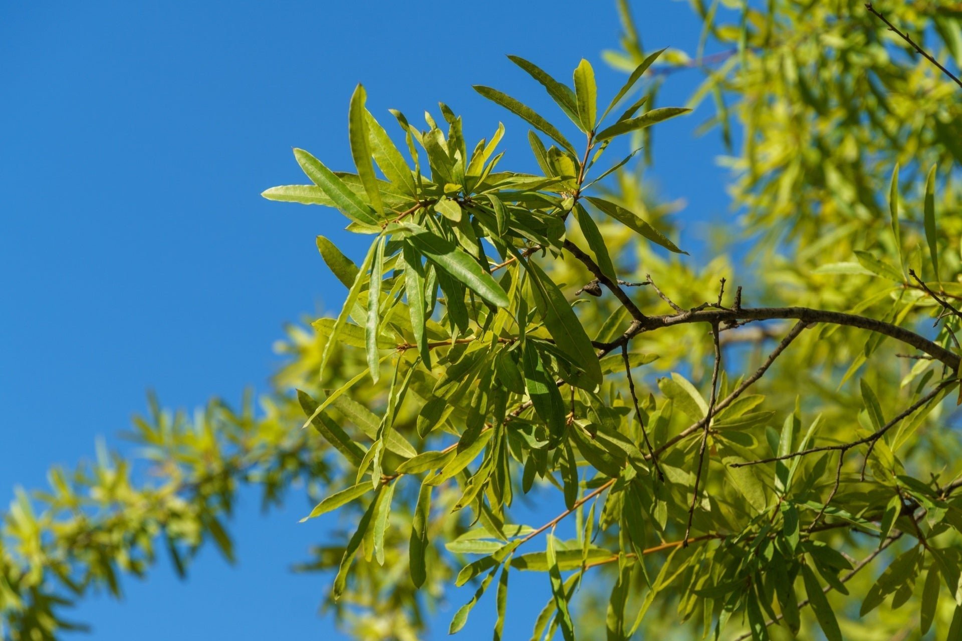 Willow Oak: A Stately Shade Tree