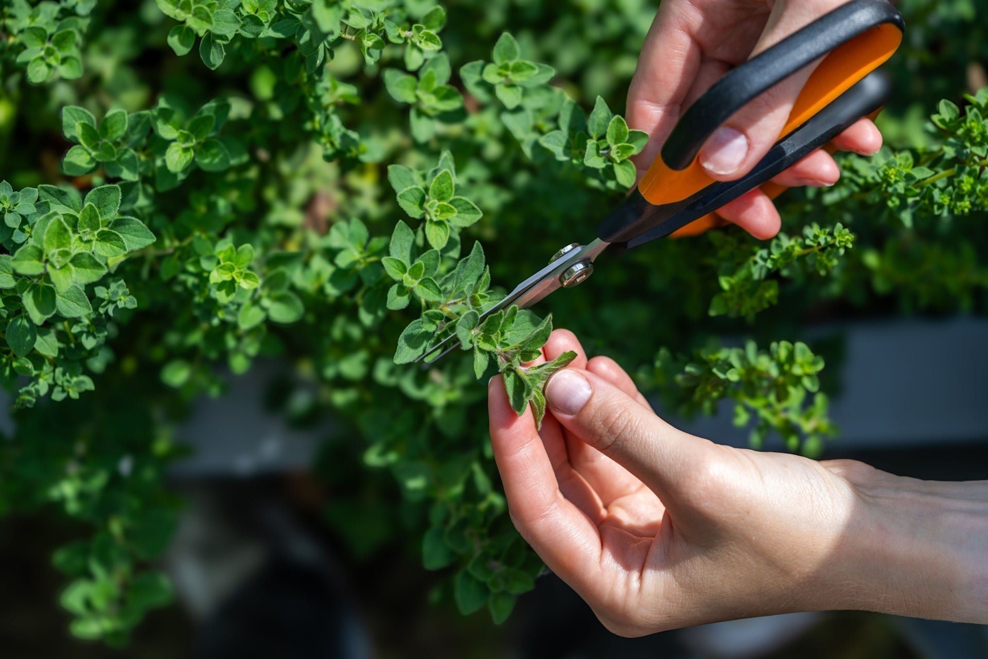 Oregano 