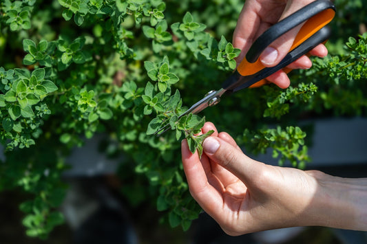 Oregano 