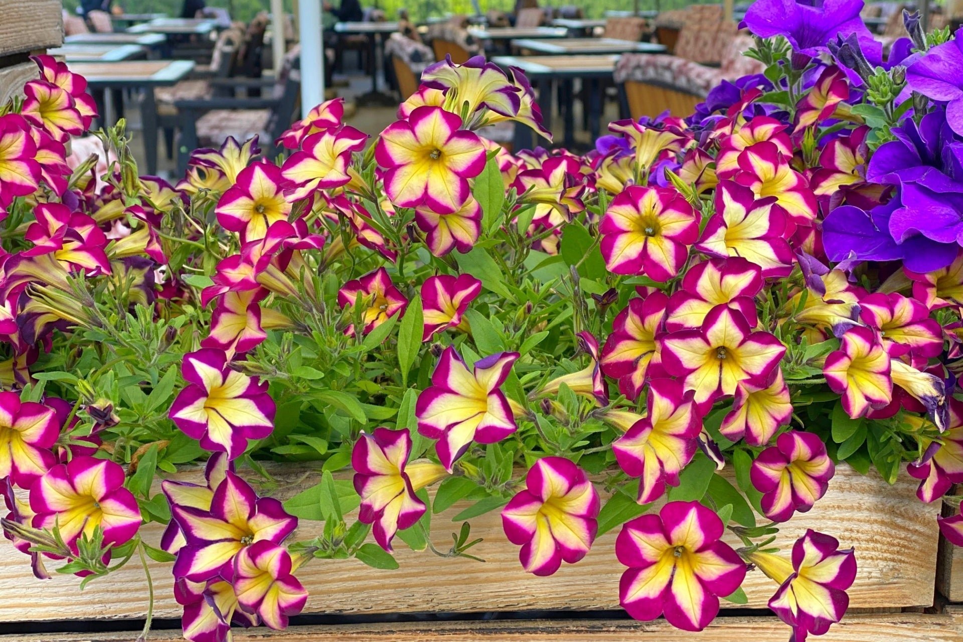 Petunia Flower