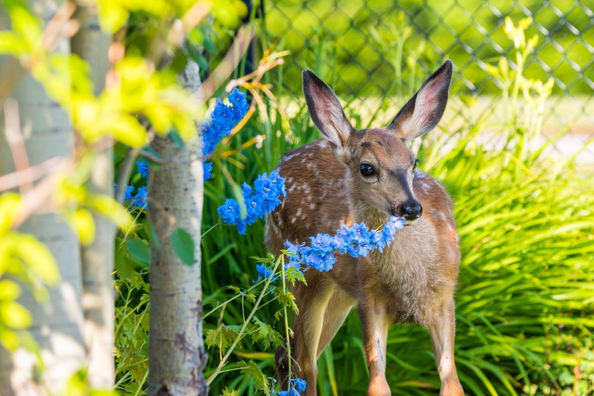 10 Stunning Deer Resistant Perennials That Bloom All Summer