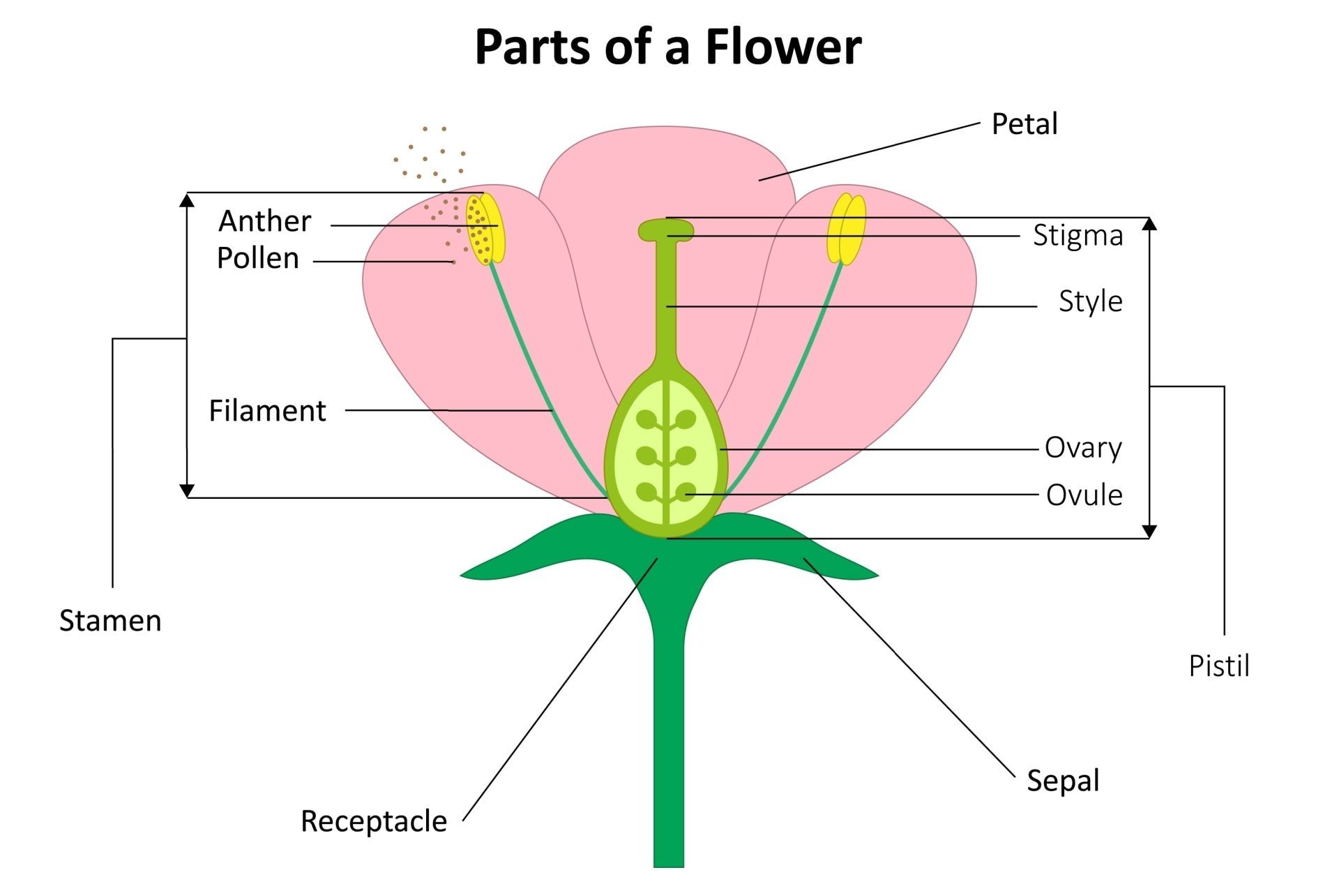 parts of a flower