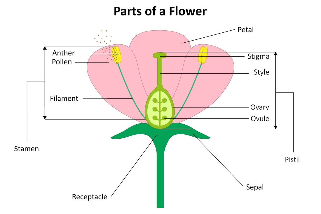 parts of a flower