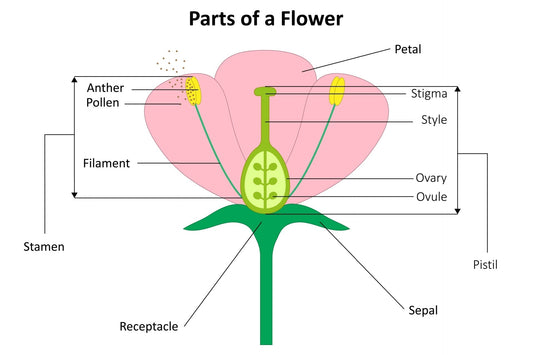 parts of a flower