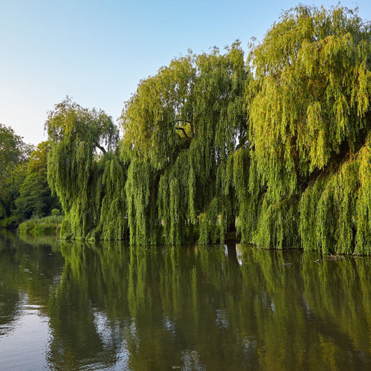 Willow Tree