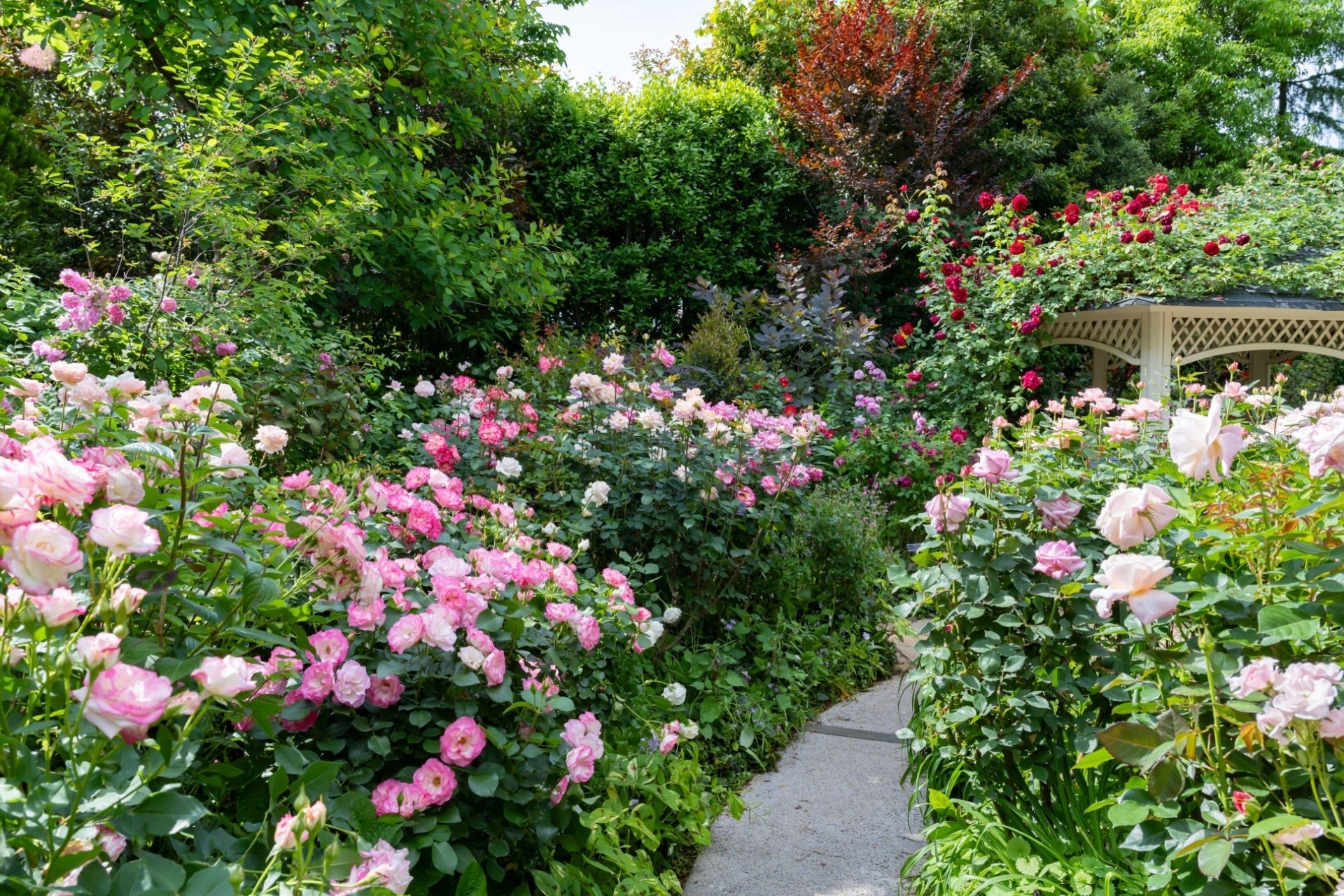 Sunny Garden