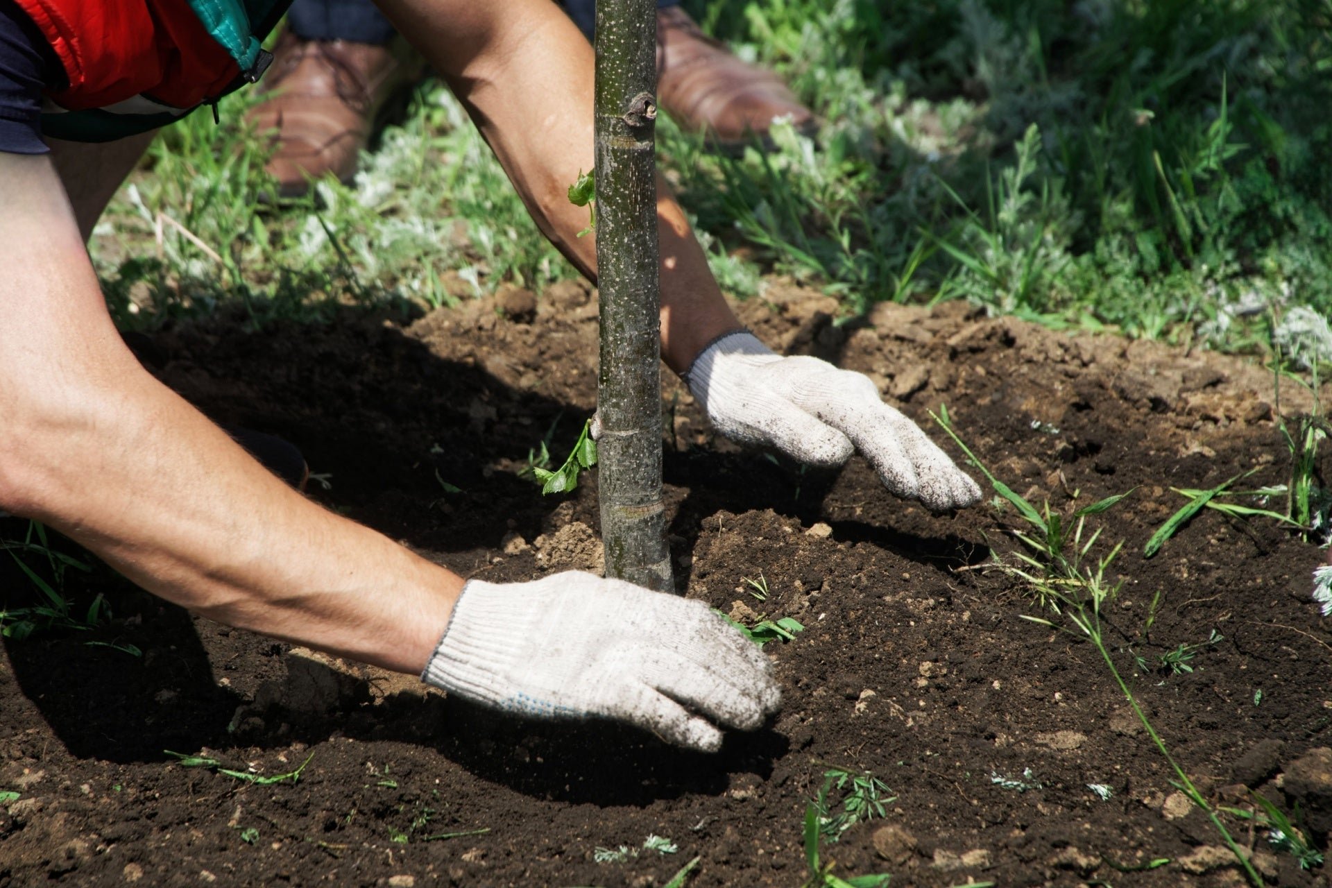 Choosing the Right Trees for Your Home