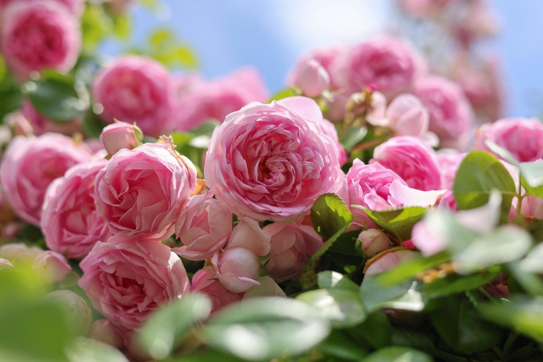 rose