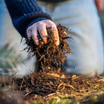 Beautiful and Resilient Native Plants for Gardens