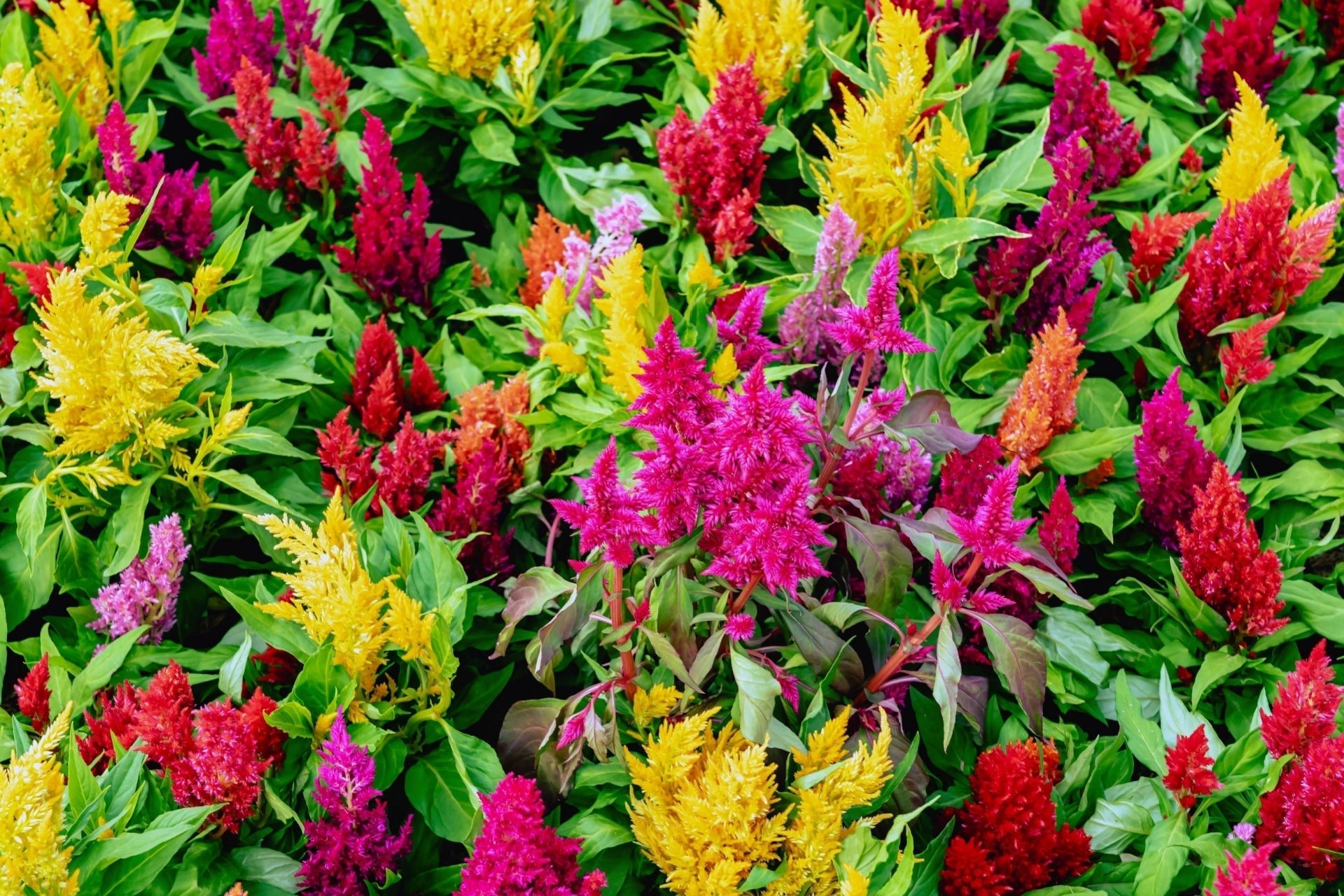 Celosia 