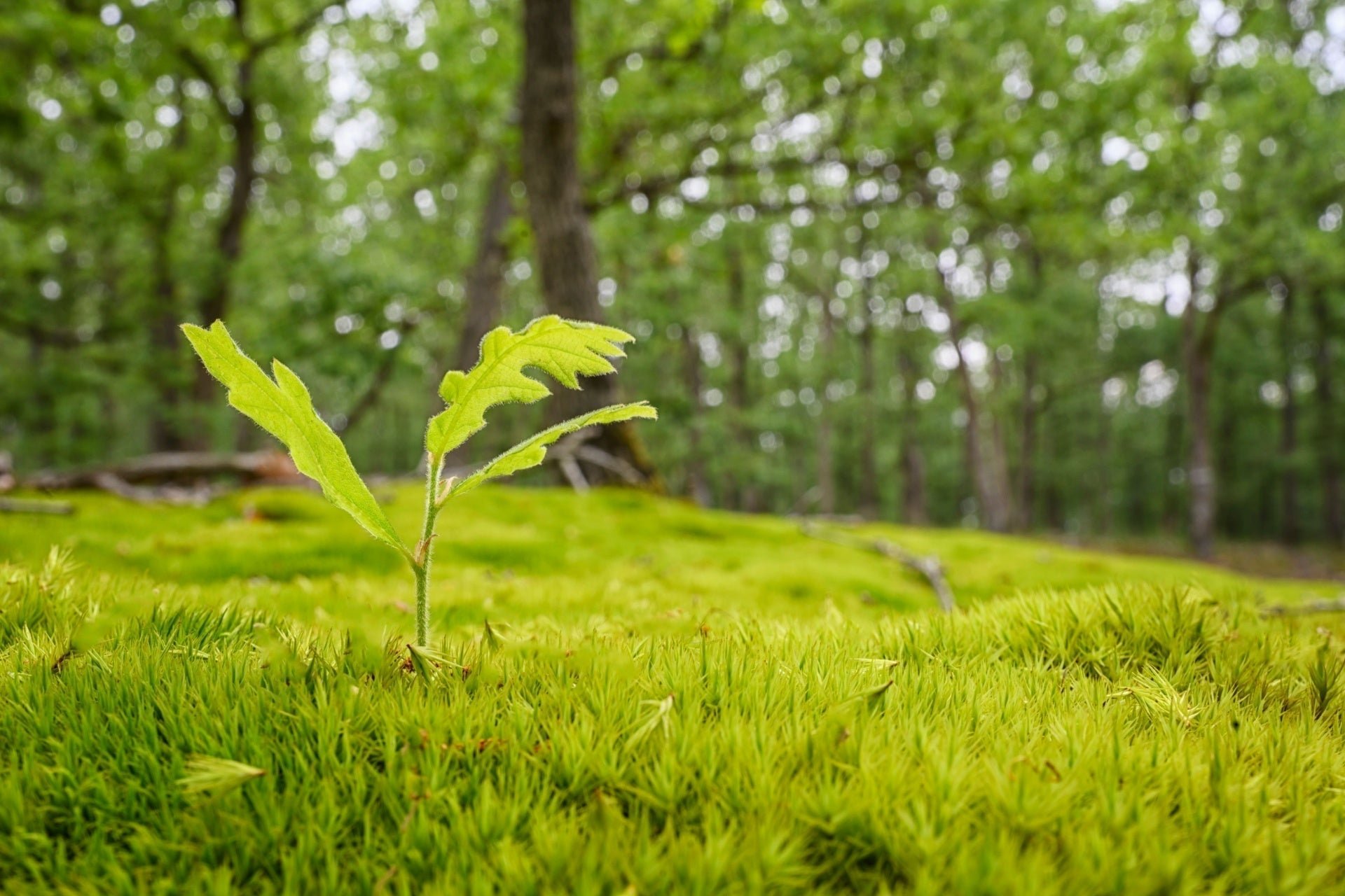Oak Tree Seedlings for Your Landscape
