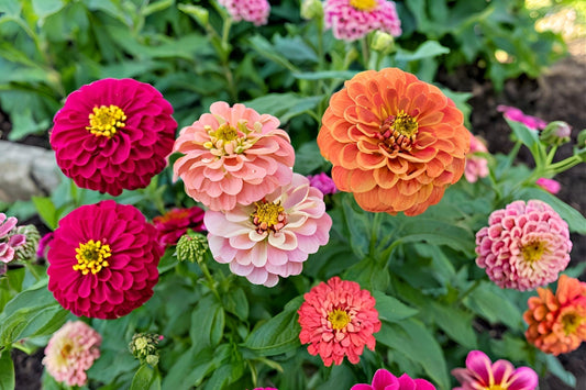 zinnias
