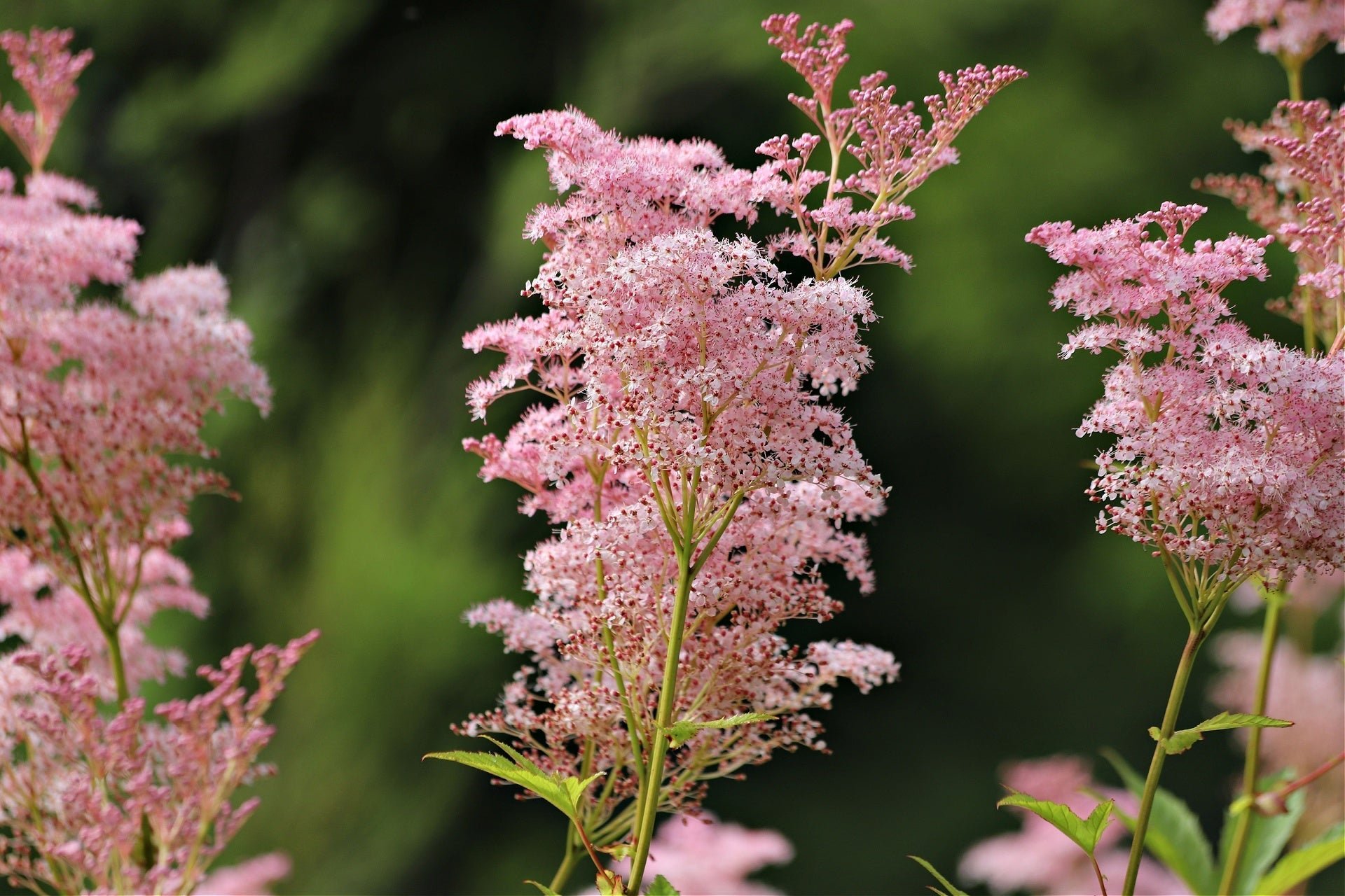 Pink Blooming Flowers