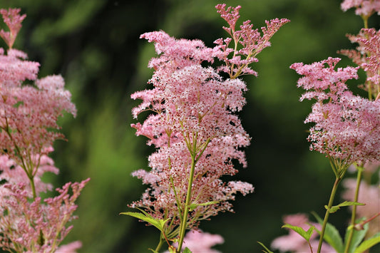 Pink Blooming Flowers