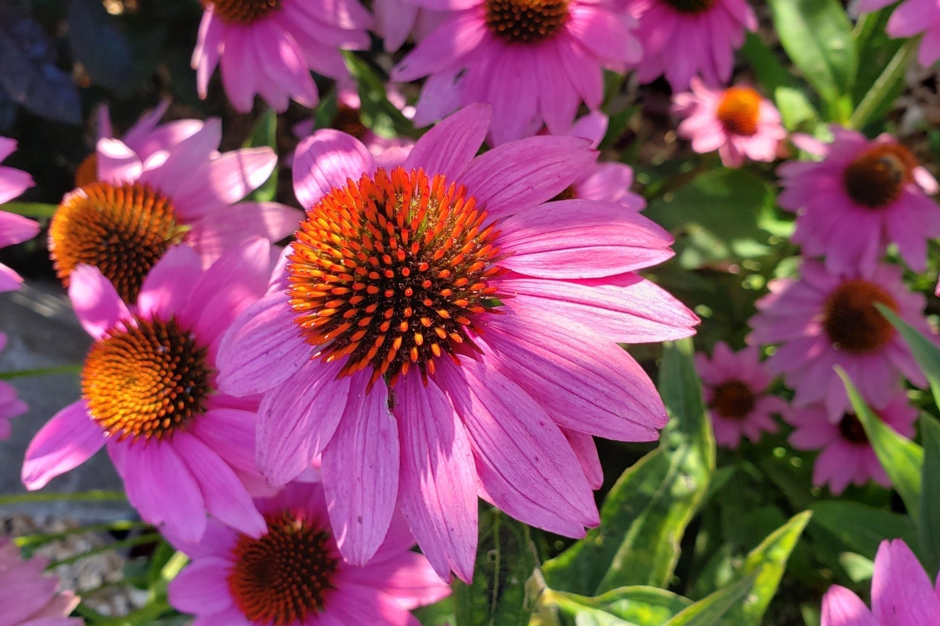 Climate-Resilient Landscaping for Changing Conditions