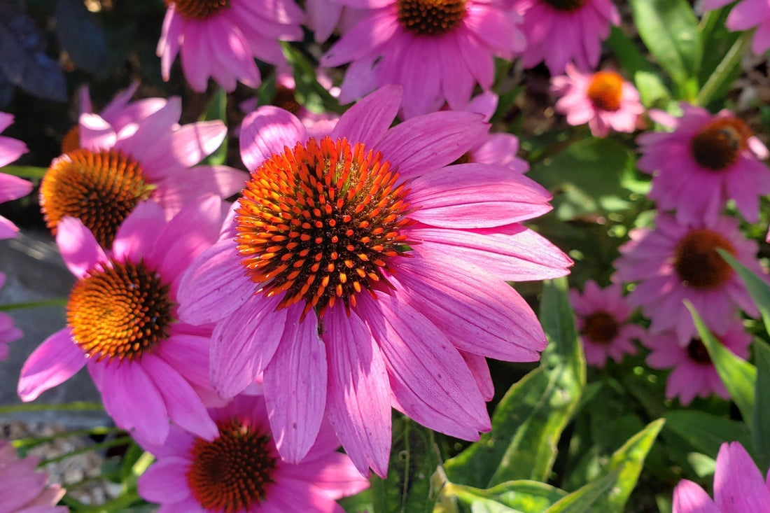 Climate-Resilient Landscaping for Changing Conditions