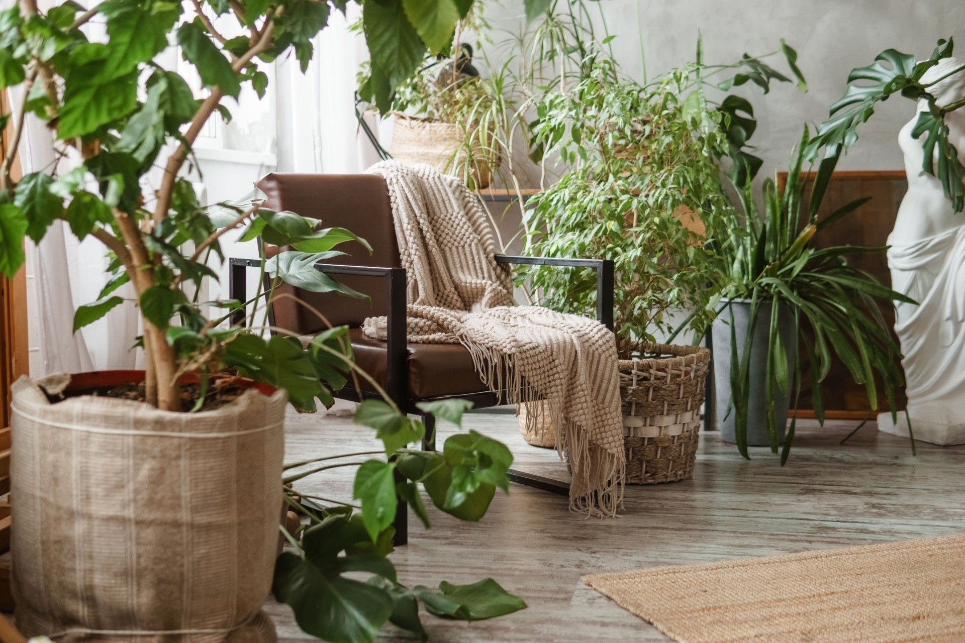 House Plants