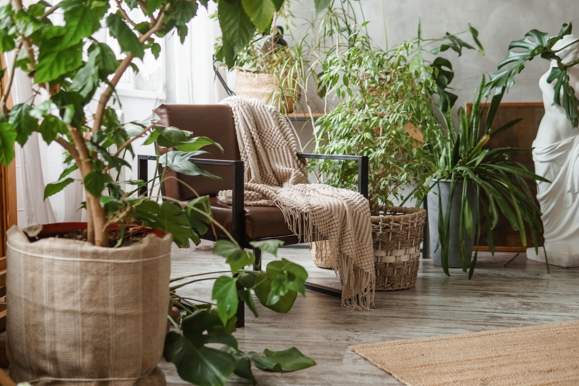 House Plants