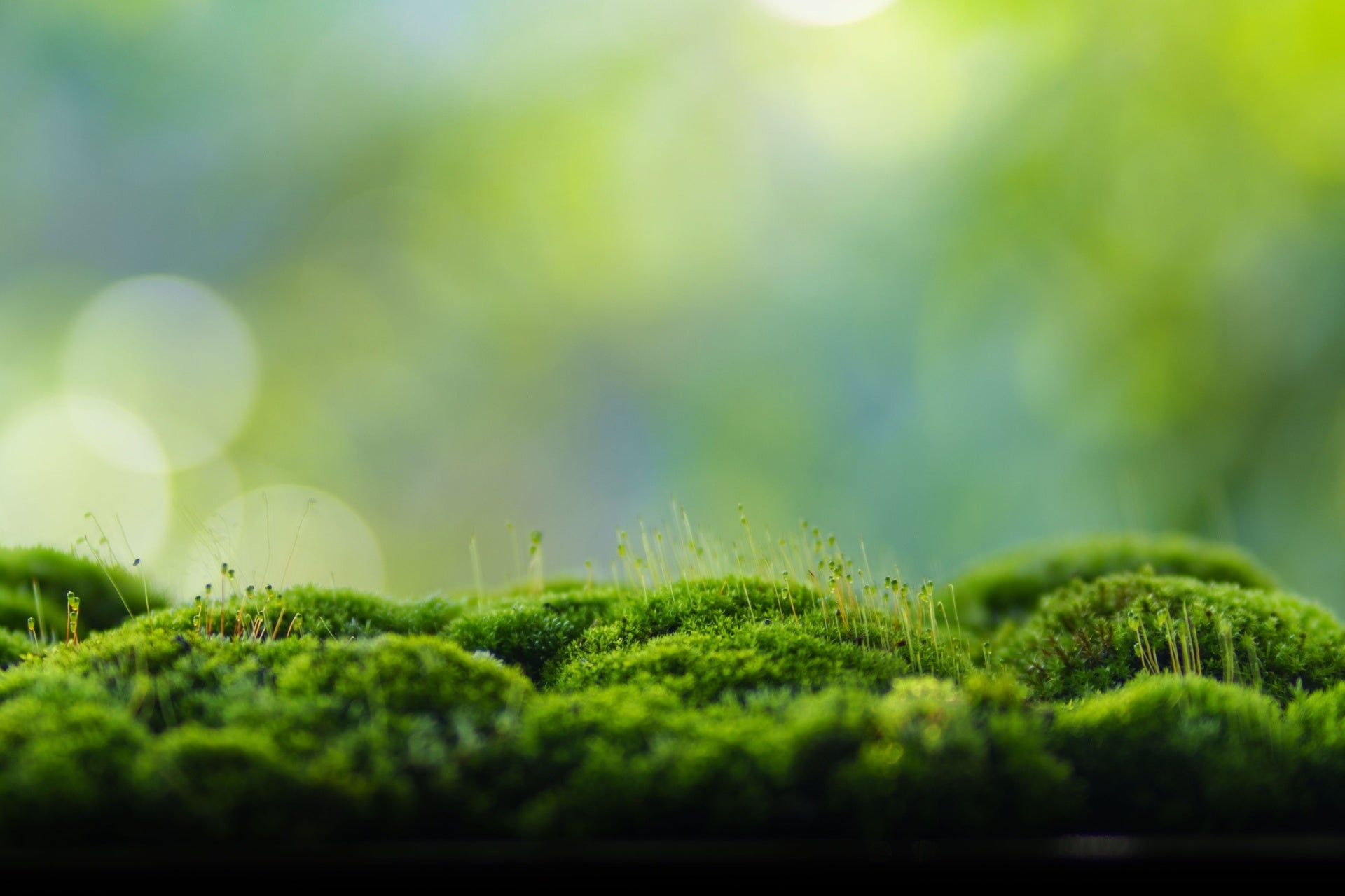 Best Moss Plant for Moist Areas and Shady Gardens