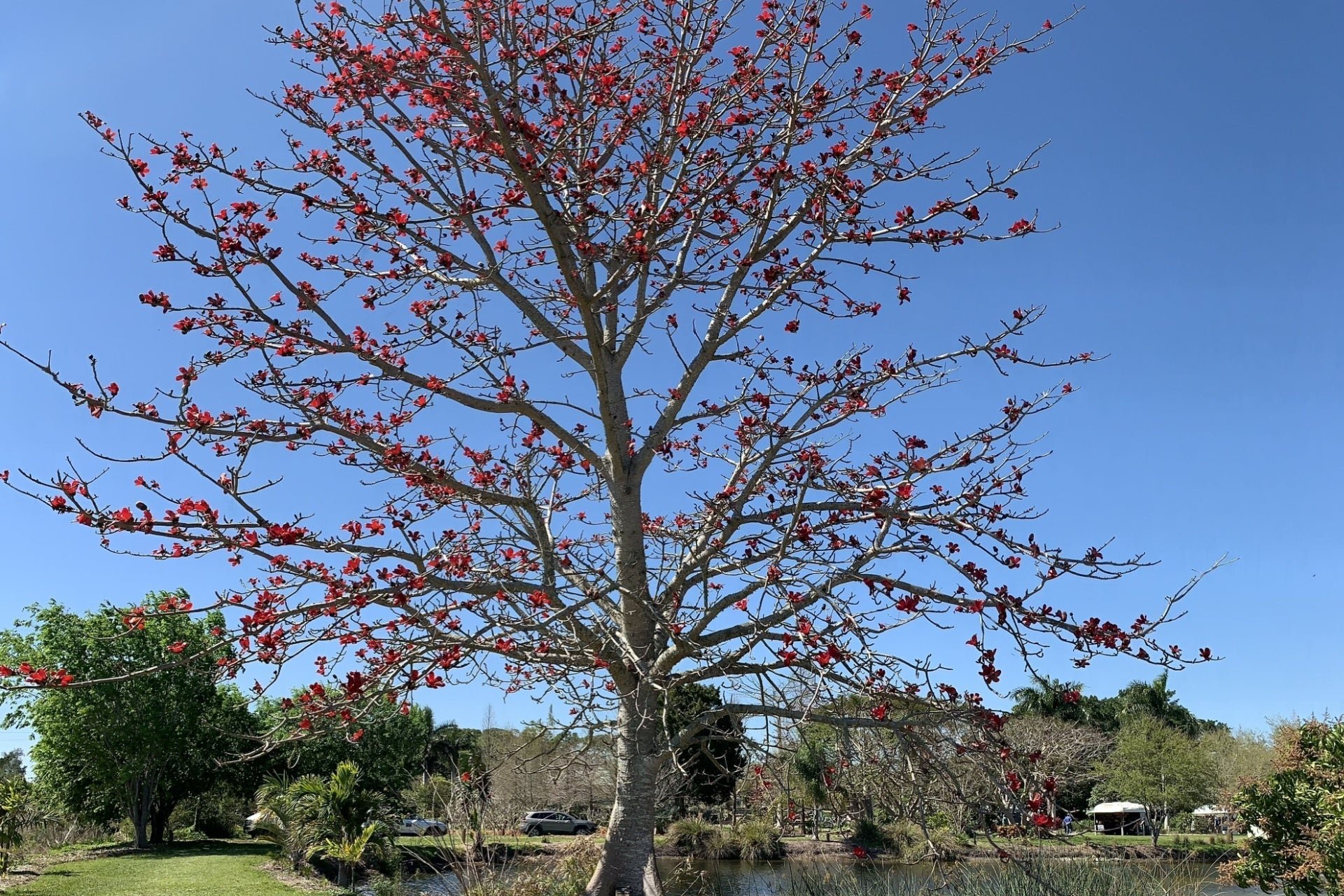 Winter Leaf Loss: Why It Happens