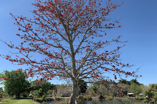 Winter Leaf Loss: Why It Happens