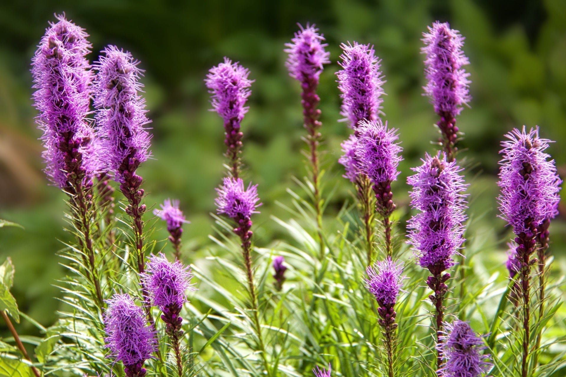 Blazing Star: A Summer Garden Favorite