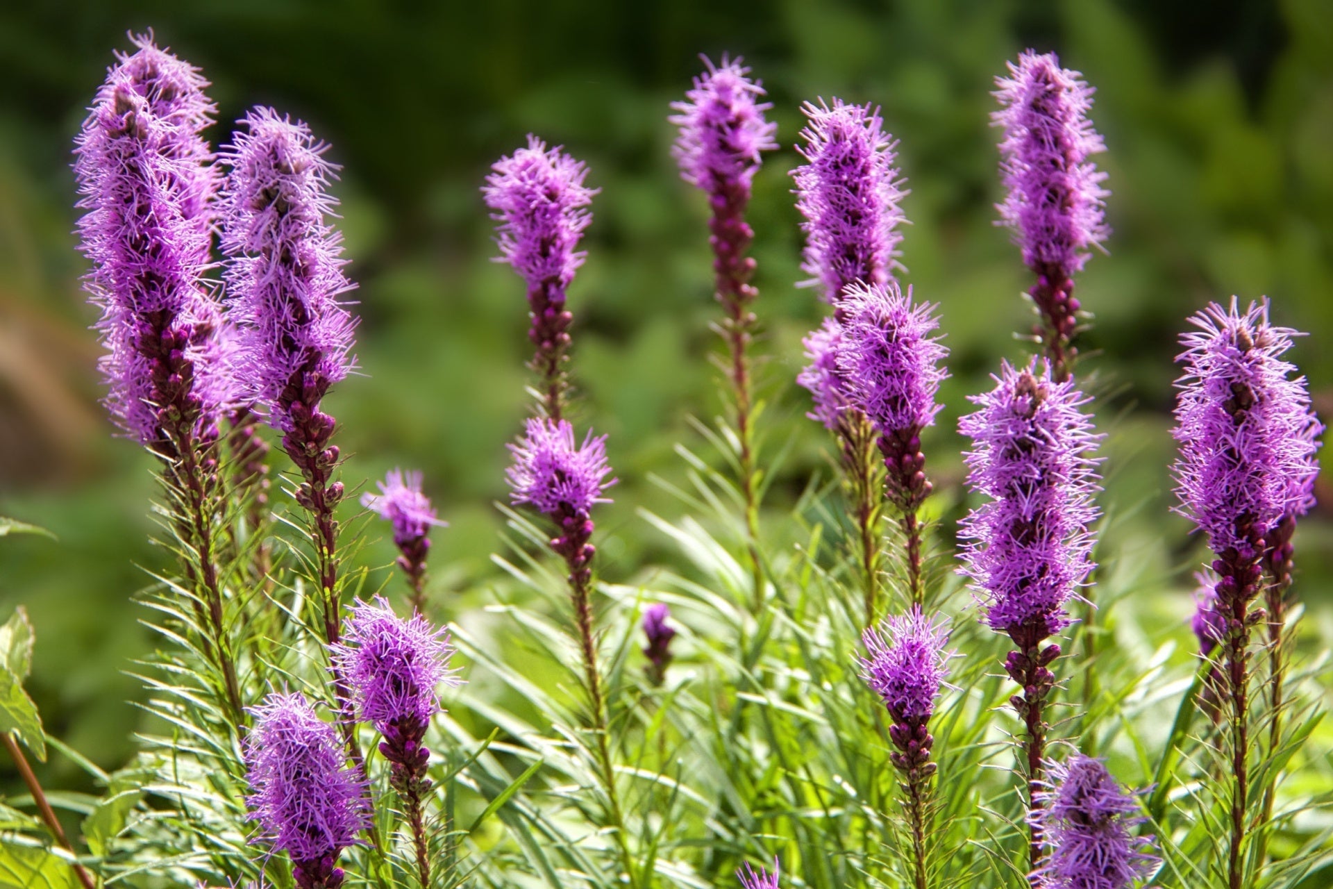 Blazing Star: A Summer Garden Favorite