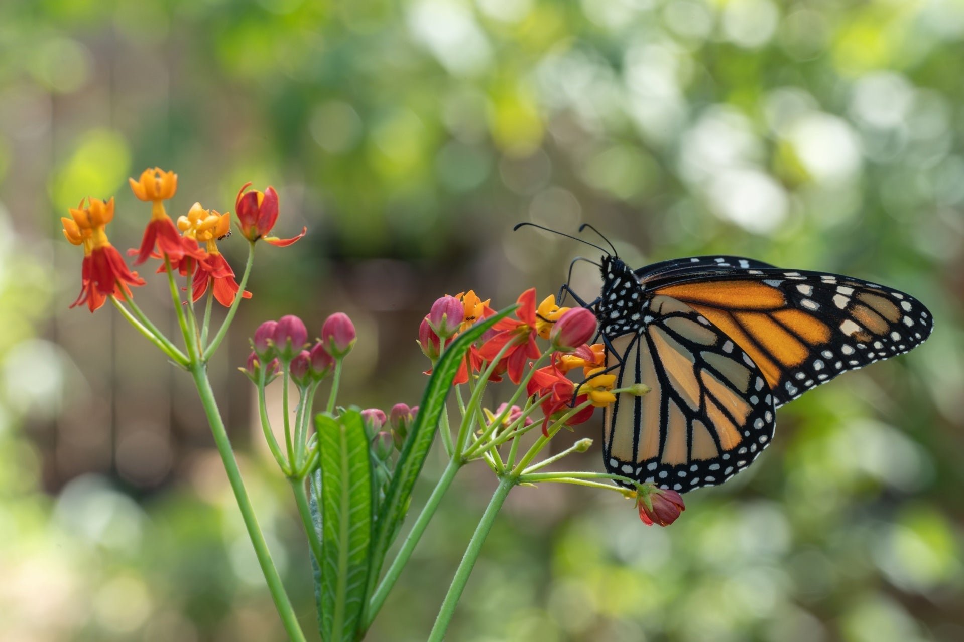 Milkweed 