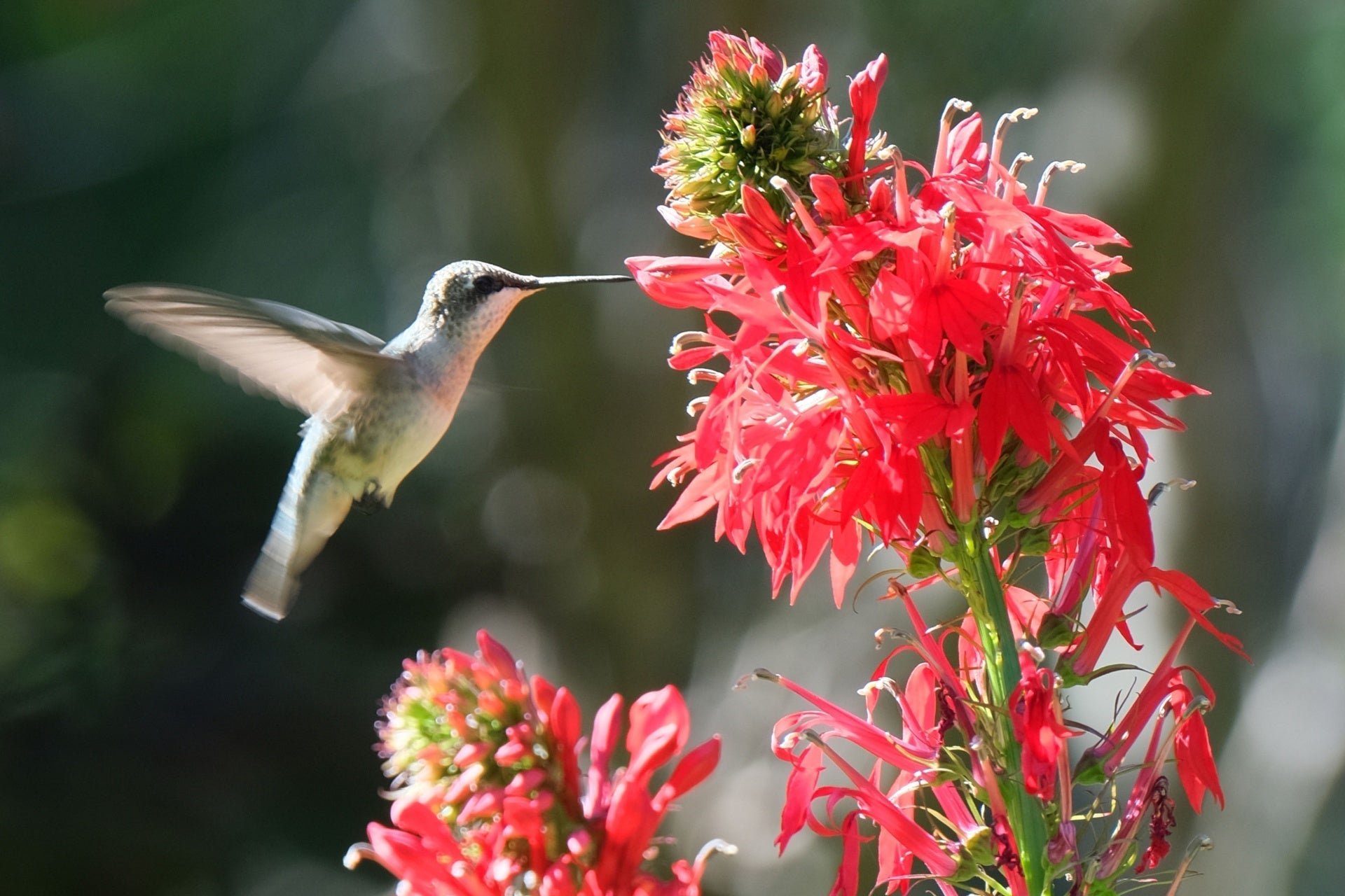 Native Plants