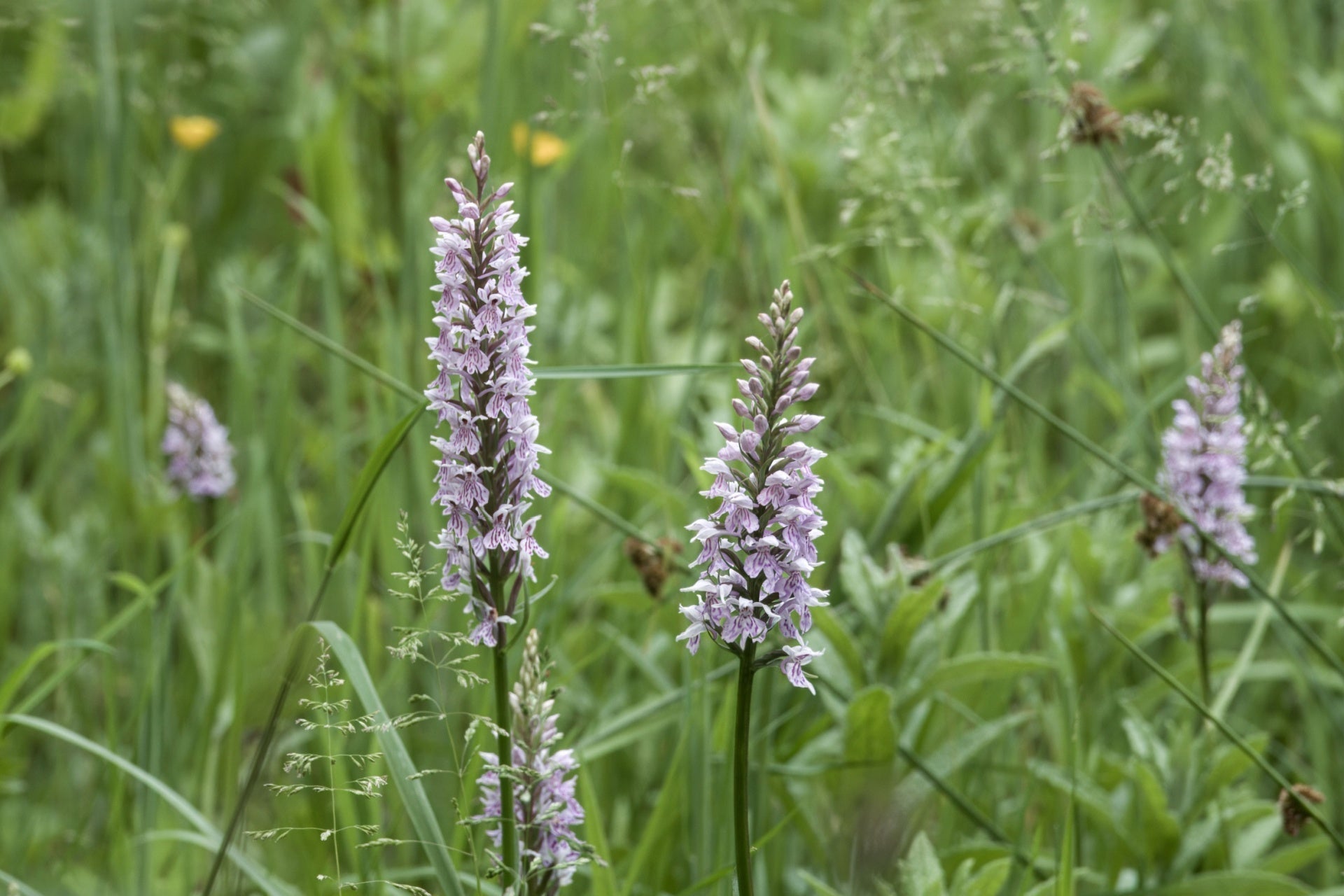 Adam & Eve Orchid: A Unique Woodland Beauty