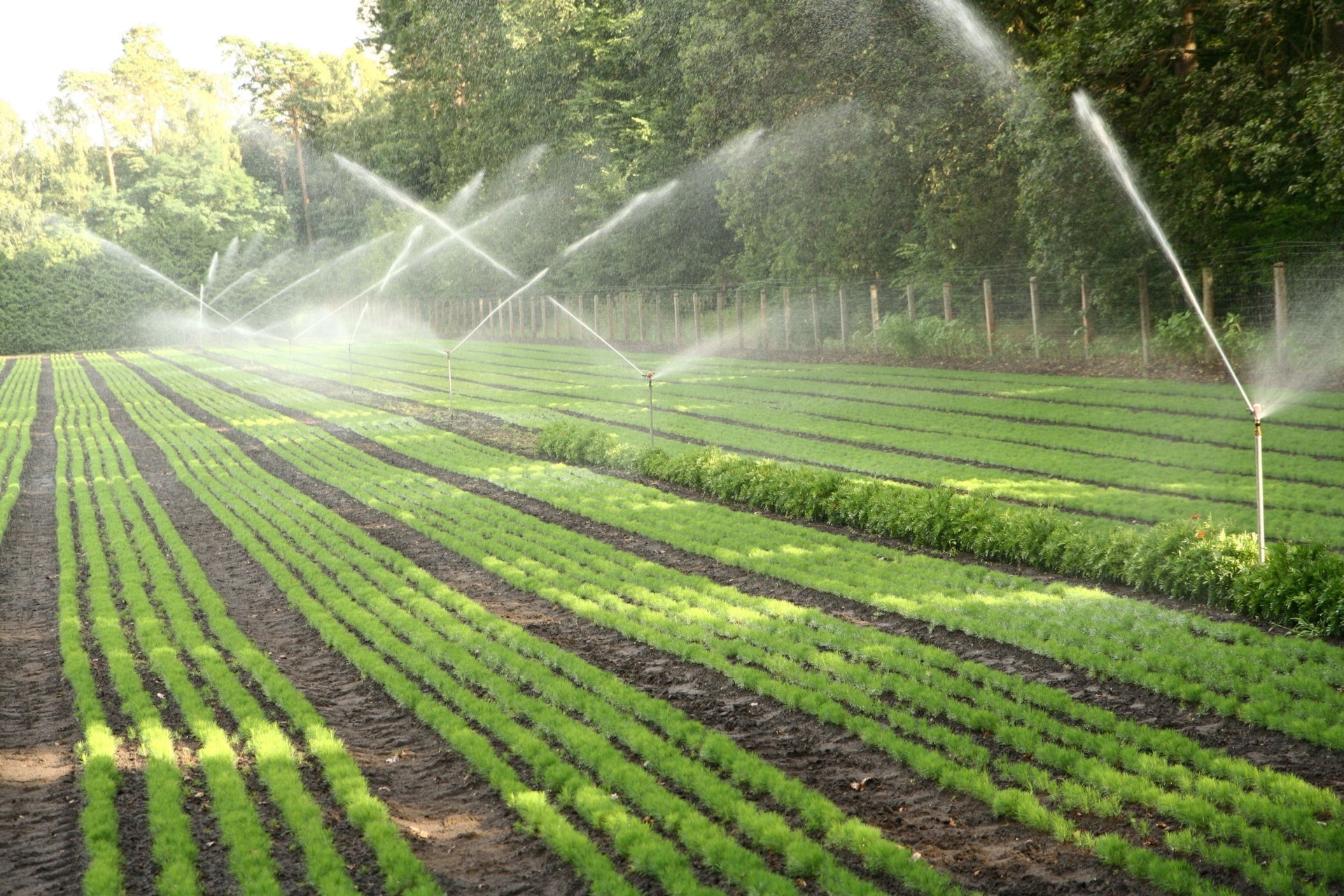 Field-Grown Plants