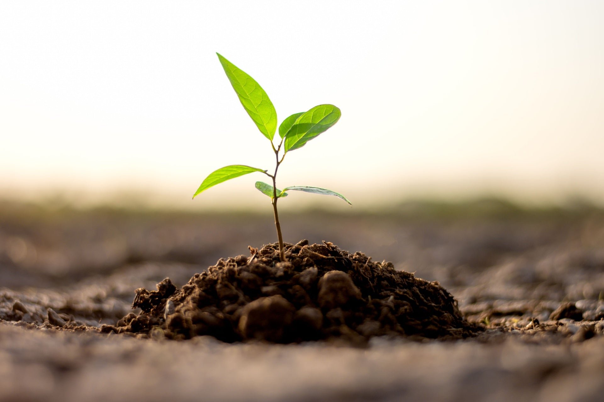 Common Mistakes When Growing Trees